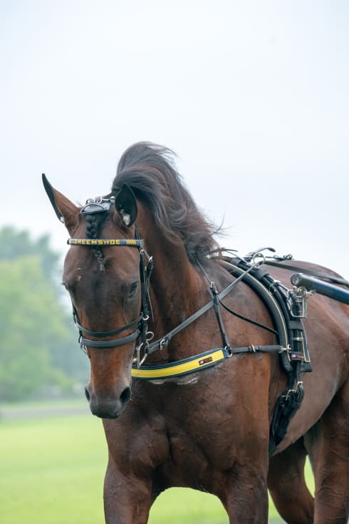 Greenshoe fortsätter att imponera stort