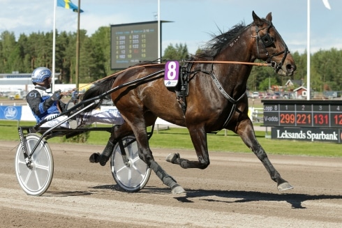 Hästen som köptes för fyndpris på Blocket