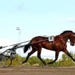 Campo Bahia i tungviktsmöte inför Prix d’Amerique Campo Bahia i tungviktsmöte inför Prix d’Amerique