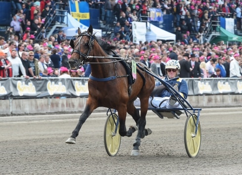 Svensk travstjärna gör avelssuccé