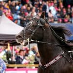 Inför V75: Offensiv med kallblodskungen Inför V75: Offensiv med kallblodskungen