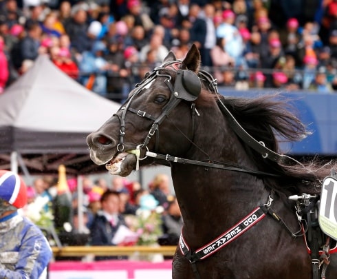 Inför V75: Offensiv med kallblodskungen