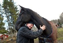 Inför V86: Folkkäre On Track Piraten har fyllt tolv år Inför V86: Folkkäre On Track Piraten har fyllt tolv år