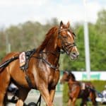 Inför GS75: Bergh luftar segerrike Balfour Inför GS75: Bergh luftar segerrike Balfour