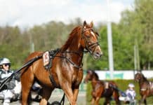 Inför GS75: Bergh luftar segerrike Balfour Inför GS75: Bergh luftar segerrike Balfour