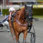 Inför V86: 753 000 kronor in i opressad stil Inför V86: 753 000 kronor in i opressad stil