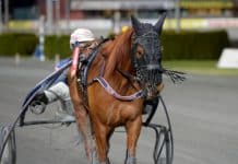 Inför V86: 753 000 kronor in i opressad stil Inför V86: 753 000 kronor in i opressad stil