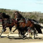Lottat till pokalloppen – innerspår för Green Manalishi Lottat till pokalloppen - innerspår för Green Manalishi
