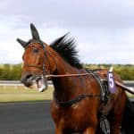 Inför V75: Har Robert Bergh jokern i elitloppsleken? Inför V75: Har Robert Bergh jokern i elitloppsleken?