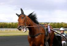 Inför V75: Har Robert Bergh jokern i elitloppsleken? Inför V75: Har Robert Bergh jokern i elitloppsleken?