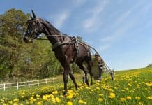 Inför V75 (söndag): ”Känslan är att han krigar om segern i Elitloppet” Inför V75 (söndag): ”Känslan är att han krigar om segern i Elitloppet”
