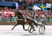 Inför V75 (söndag): Salmela har stor tro på fjolårstrean Inför V75 (söndag): Salmela har stor tro på fjolårstrean