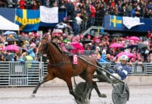 Klart med norsk elitloppshäst Klart med norsk elitloppshäst