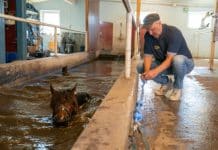 Inför V86: Kallblod i fokus när V86 avgörs i Hälsingland Inför V86: Kallblod i fokus när V86 avgörs i Hälsingland