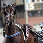 Inför V75/jackpot: Lindblom har väntat in starten i Bollnäs Inför V75®/jackpot: Lindblom har väntat in starten i Bollnäs