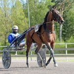 Inför V86: Stjärntränaren om superhästen Inför V86: Stjärntränaren om superhästen