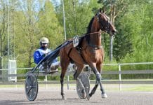 Inför V86: Stjärntränaren om superhästen Inför V86: Stjärntränaren om superhästen