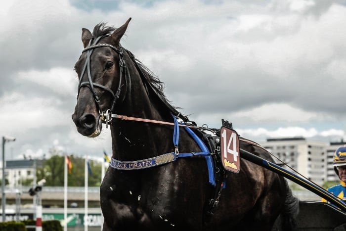 Det lär bli mera av folkkäre On Track Piraten