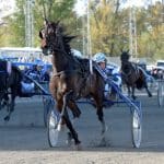 Inför V75® (dubbeljackpot): Snackhästen imponerade i comebacken Inför V75® (dubbeljackpot): Snackhästen imponerade i comebacken