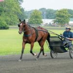 Gimpanzee vann Breeders Crown – för tredje året i rad Gimpanzee vann Breeders Crown – för tredje året i rad