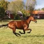 Inför V75®: Galactica sprallar vidare mot nya succéer Inför V75®: Galactica sprallar vidare mot nya succéer