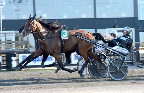 Inför V75® (dubbeljackpot): Bergh kommer att ha bråttom med storfavoriten