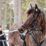 Kuskbyte på succé-knatten från Umeå Kuskbyte på succé-knatten från Umeå