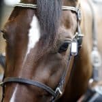 Tre platser i Prix d’Amerique ligger i potten Tre platser i Prix d'Amerique ligger i potten