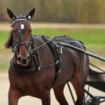 Världens snabbaste sto till Elitloppet? Världens snabbaste sto till Elitloppet?