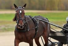 Världens snabbaste sto till Elitloppet? Världens snabbaste sto till Elitloppet?