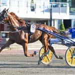 Stjärnhäst skadad – karriären i fara Stjärnhäst skadad – karriären i fara