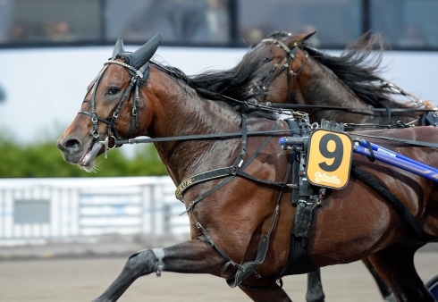 inför v75® (onsdag) san moteur vid målet jubileumspokalen