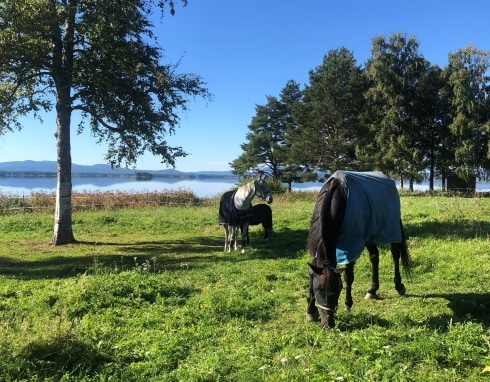 världens bästa dalahäst hemma i nusnäs