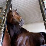 Aetos Kronos i comeback – laddas mot Prix d’Amerique aetos kronos i comeback laddas mot prix d'amerique