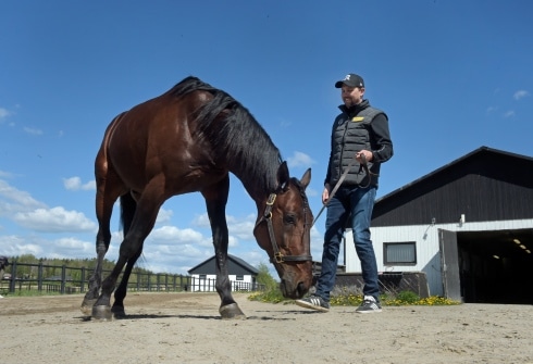 propulsion blir avelshingst i finland