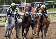 Hästkapplöpning: Allt om travsporten och tillväxten inom vadslagning skärmavbild 2022 12 14 kl. 06.27.34