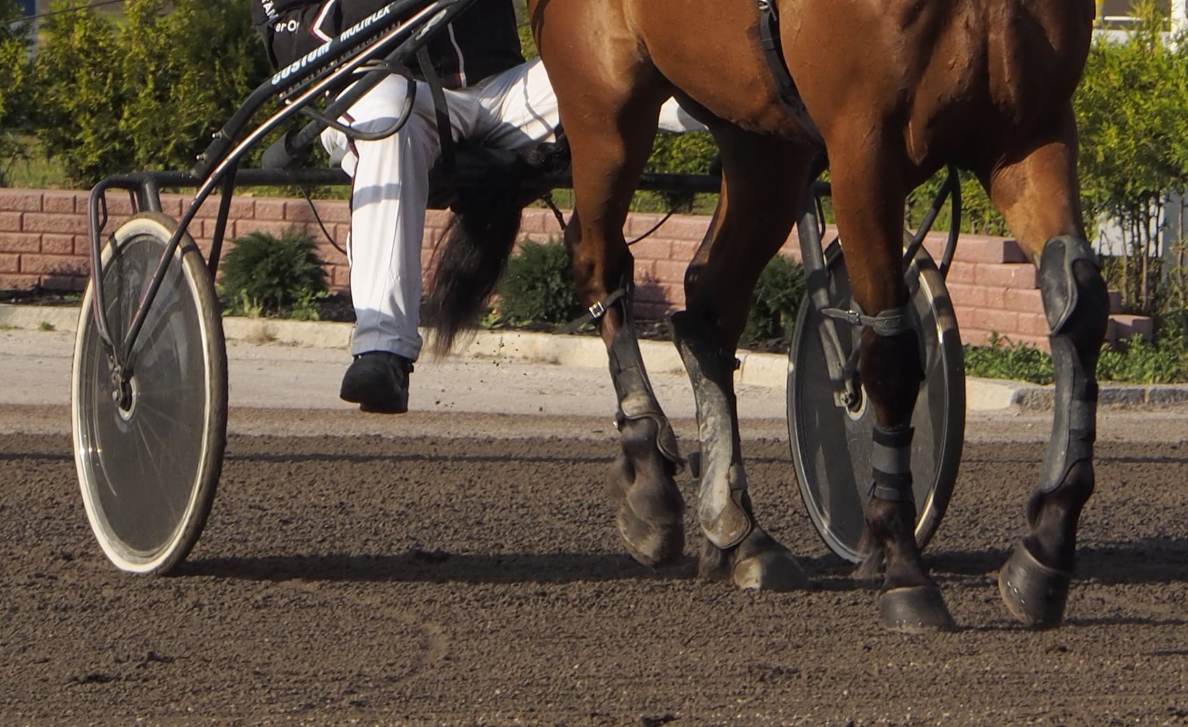 horse 4454216