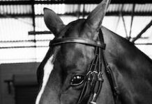 Allt du behöver veta om betting på trav pexels photo 4846366