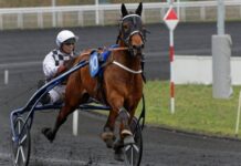Franske stjärnan Horsy Dream klar för Elitloppet franske stjärnan horsy dream klar för elitloppet