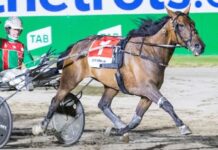 Australiske stjärnan till Elitloppet australiske stjärnan till elitloppet