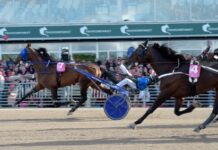 Inför V86 (jackpot): Ska det bära till Elitloppet även i år för Hail Mary? inför v86® (jackpot) ska det bära till elitloppet även i år för hail mary