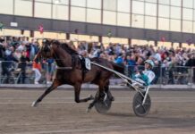 Nya matchningen av Francesco Zet – favorit i Elitloppet nya matchningen av francesco zet – favorit i elitloppet