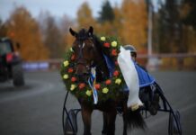 Revanschläge i Elitkampen för Stjärnblomster revanschläge i elitkampen för stjärnblomster