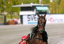 Inför V86 (jackpot): Slår till efter positiva comebacken? inför v86® (jackpot) slår till efter positiva comebacken