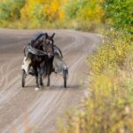 Inför V75 (tisdag): Bergh hoppas på en Nahar-kick i Åbergs inför v75® (tisdag) bergh hoppas på en nahar kick i åbergs