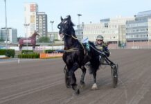 Inför V86: Stora känslor inför gubbens lopp inför v86 stora känslor inför gubbens lopp