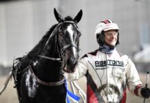 Inför V86: Fenomenala Frank är Fredriks nya favorit inför v86® fenomenala frank är fredriks nya favorit