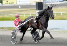 Inför V86 (jackpot): Kallblodskungen tillbaka igen inför v86® (jackpot) kallblodskungen tillbaka igen