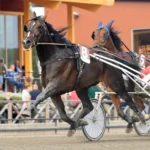 Inför V86 (jackpot): ”På väg att bli den bästa jag tränat” inför v86® (jackpot) ”på väg att bli den bästa jag tränat”
