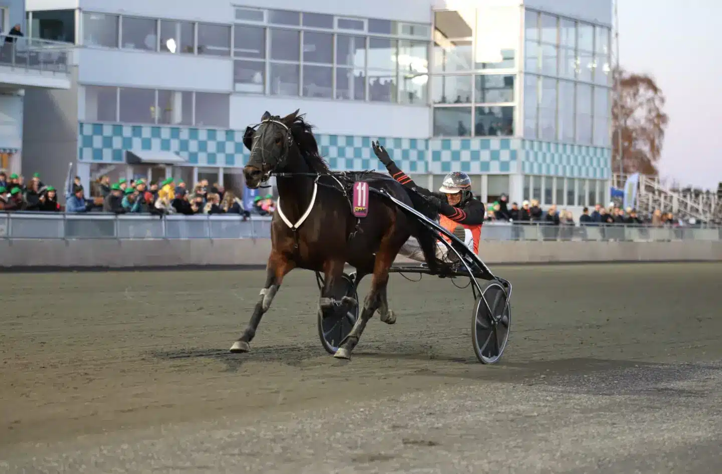 inför v75® (jackpot) olly håleryd har varit överlägsen – ”tror hon vinner igen”